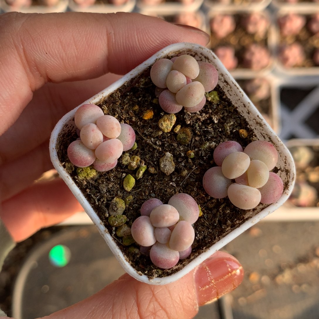 小奶黄和高后给哈更尴尬