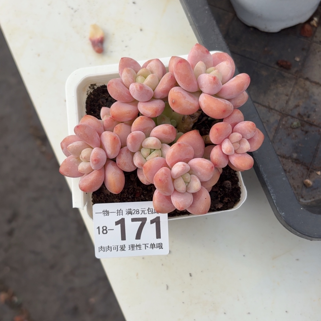 樱花洛神无盆土发货无