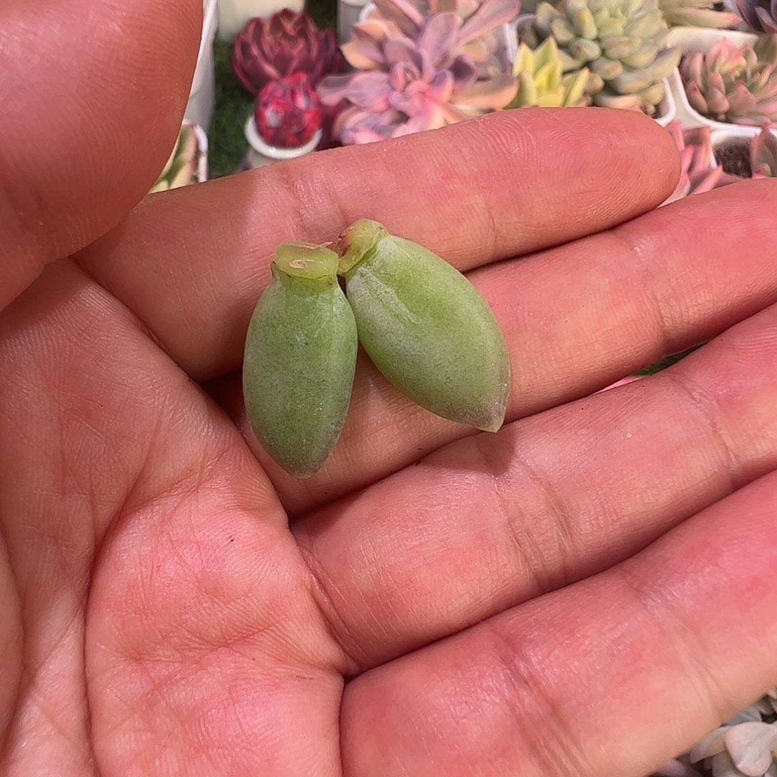 啊***愷多肉植物多肉植物