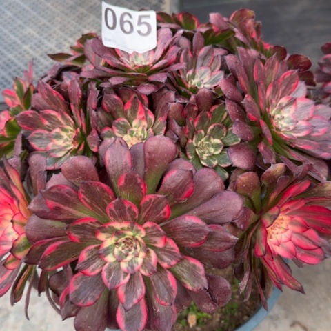 065烟花朵朵25厘米左右