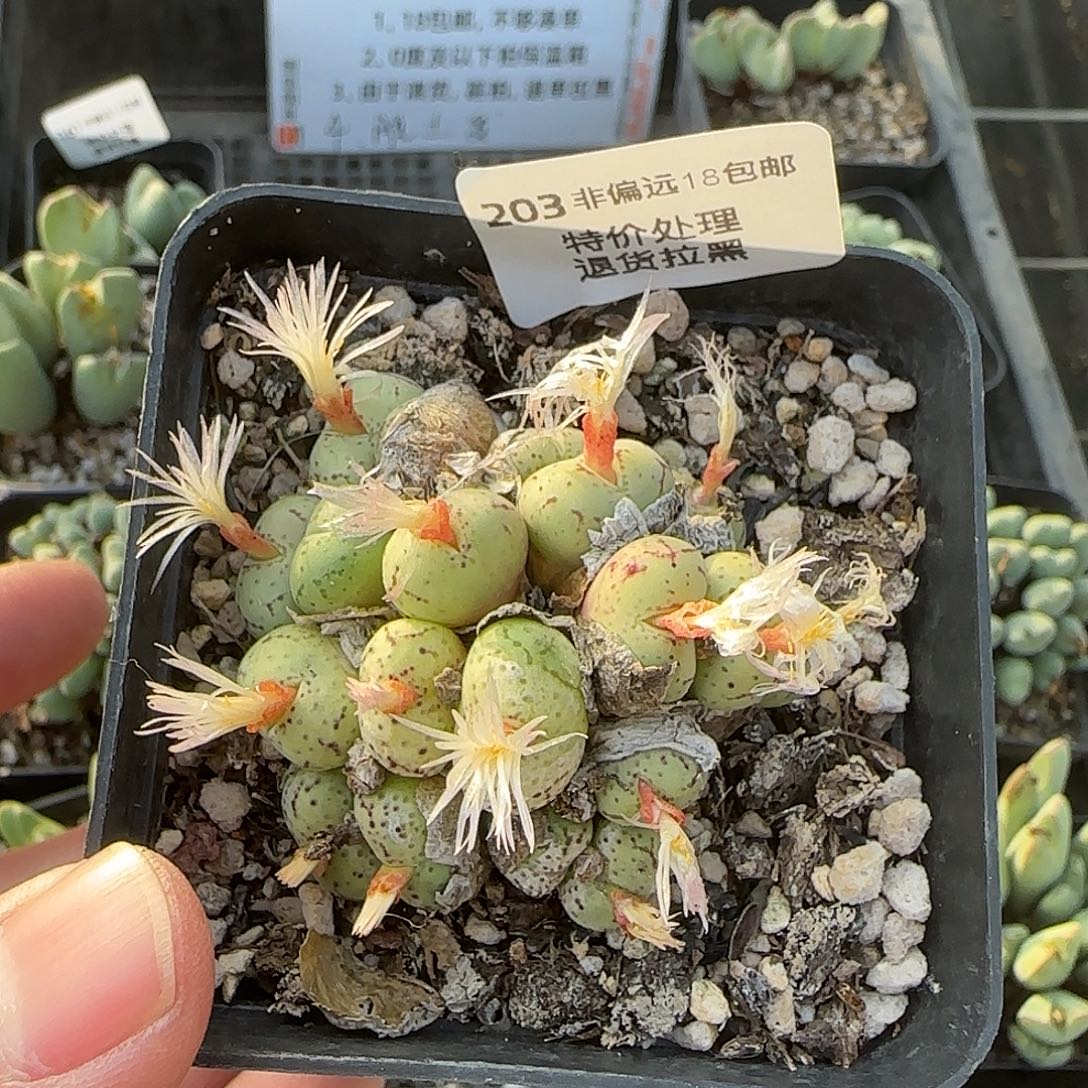 203号，有伤特，18包邮