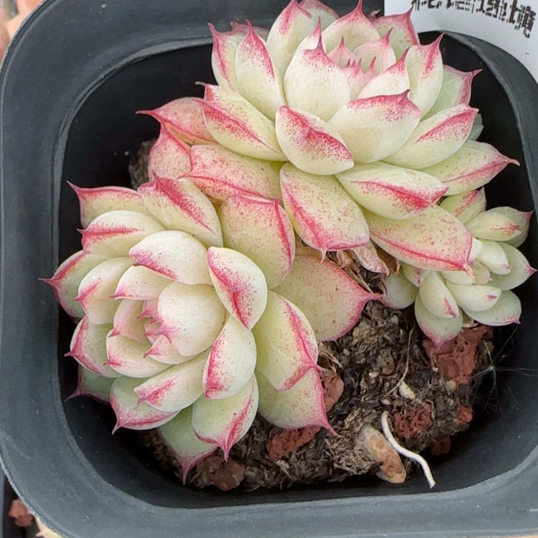 花语逸镜0129-173