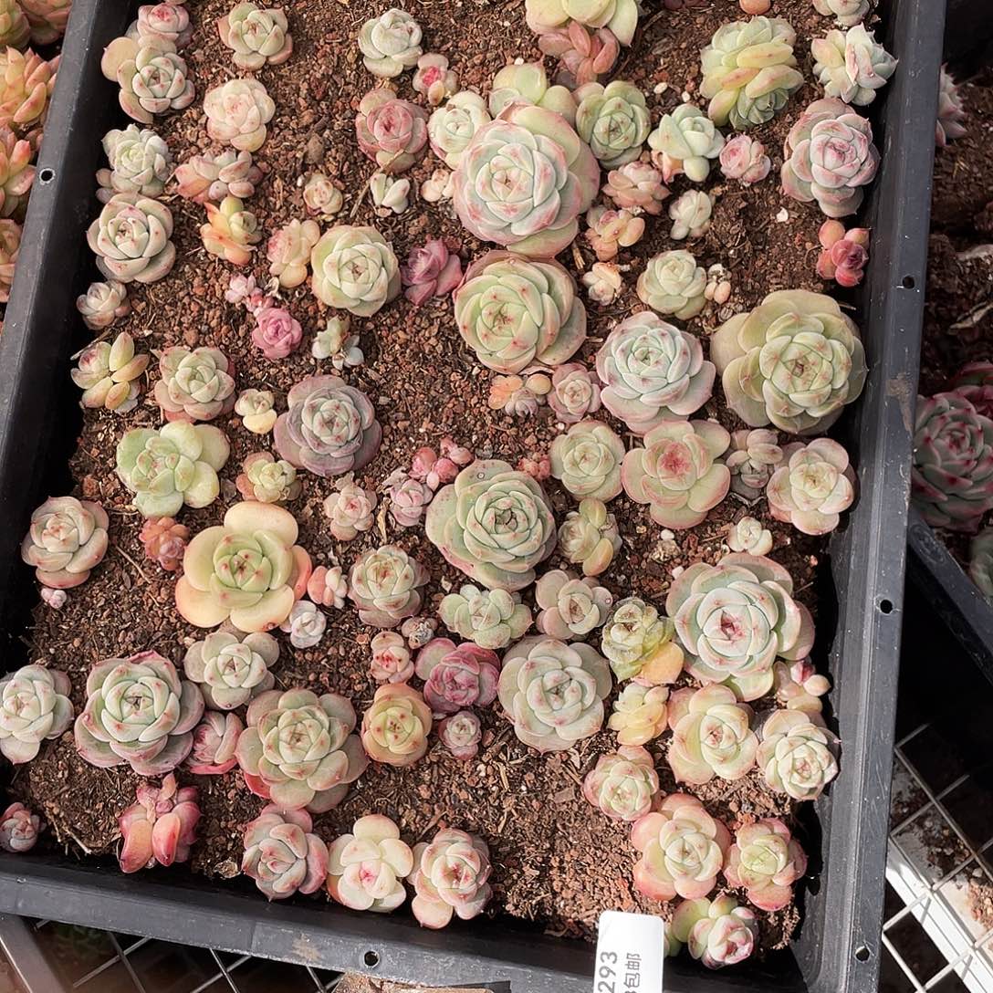 幽***友293。 定。                  