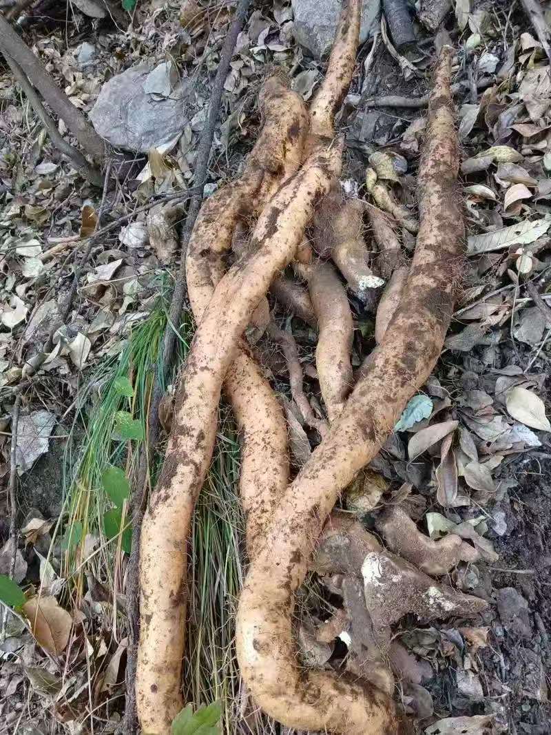 陕西秦岭大山天然山药