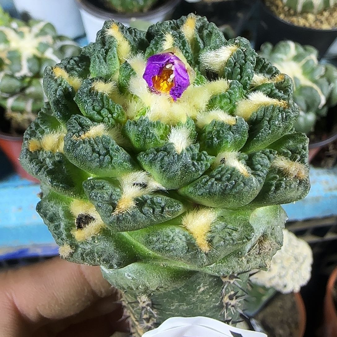 钩尤龟甲196仙人球开花