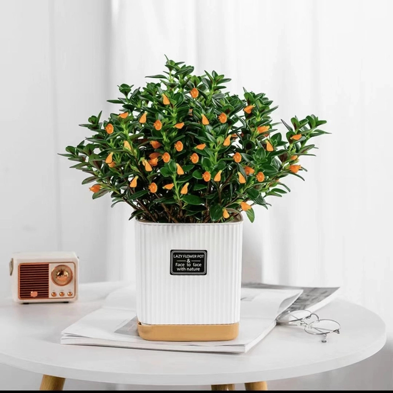 【金鱼吊兰】带花苞室内绿植四季长青招财耐寒耐热好养冬吸甲醛花卉