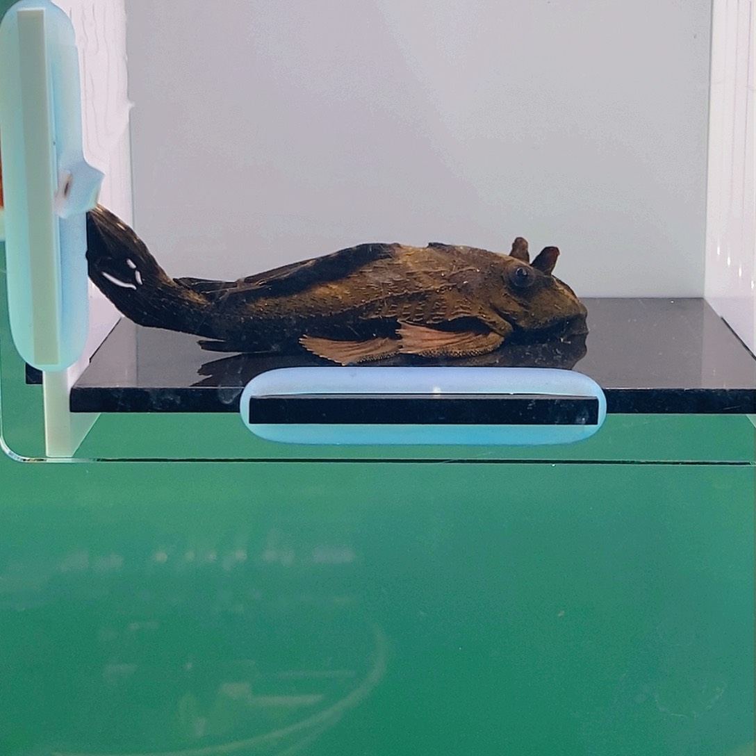 清道夫鱼鳄鱼异型7号