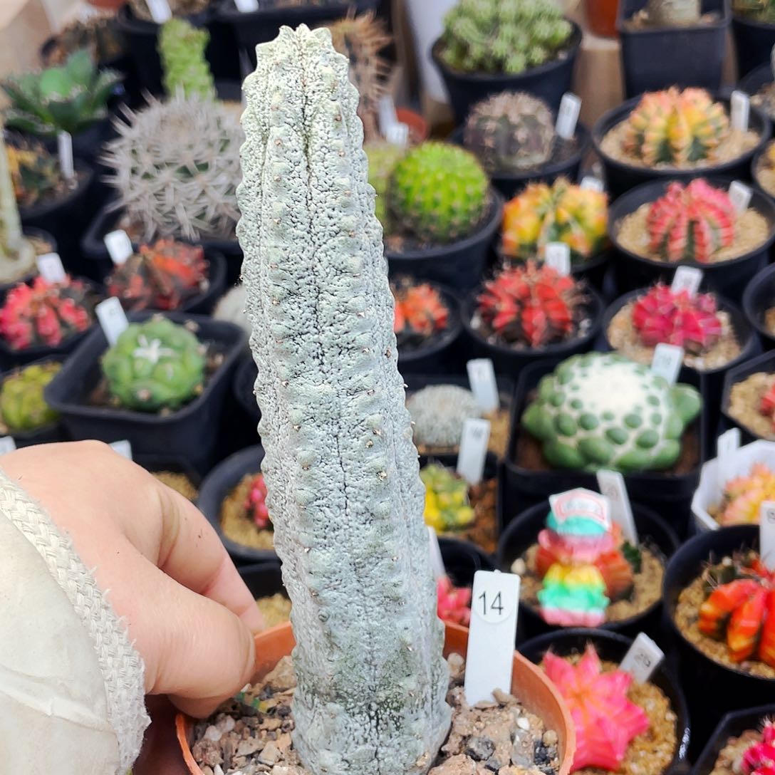 非偏远地区满25包邮仙人球