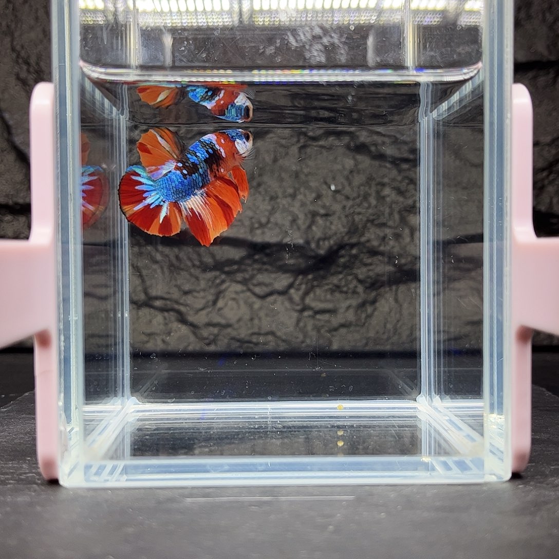 海水鱼宙斯斗鱼竞拍12-03