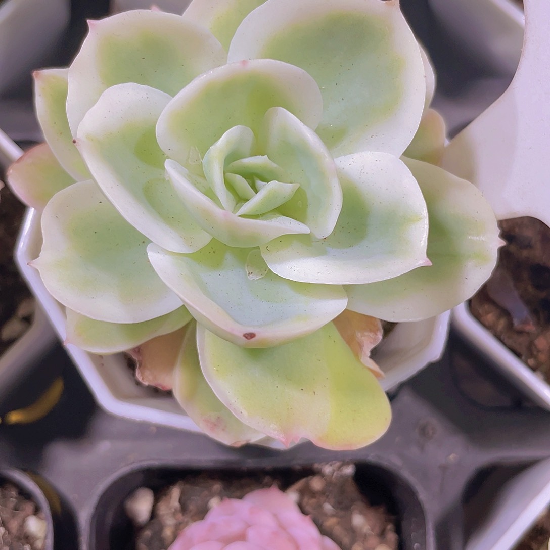 柠檬玫瑰锦e099一物一拍多肉