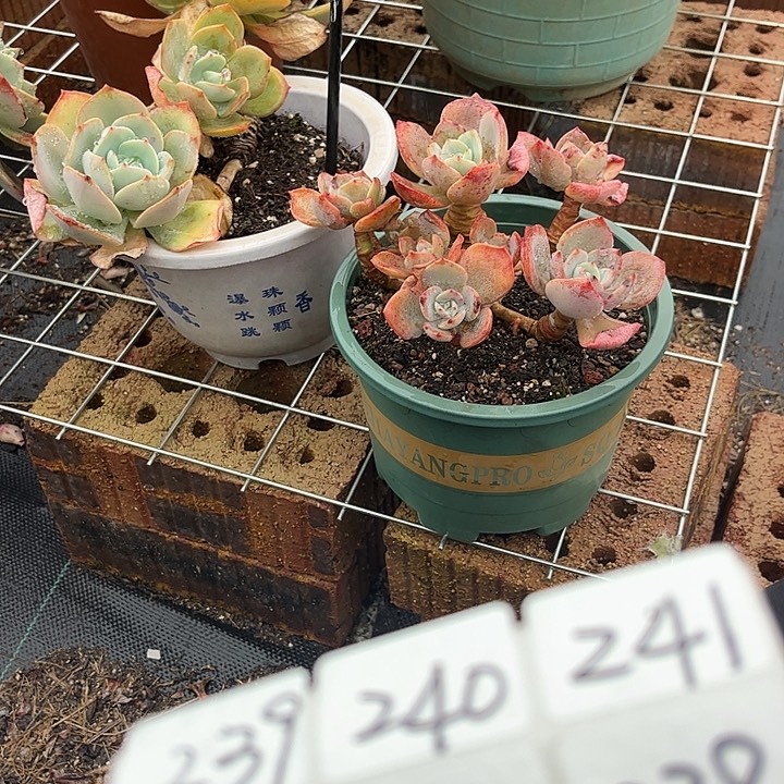 H***️226血凤脱土发货不退不换