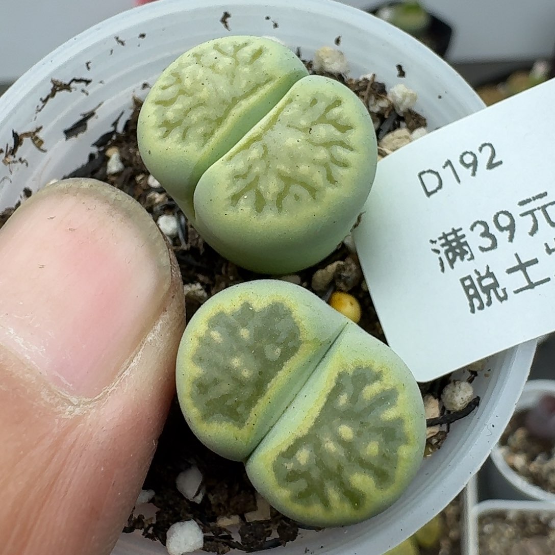 192哈哈哈哈哈哈哈