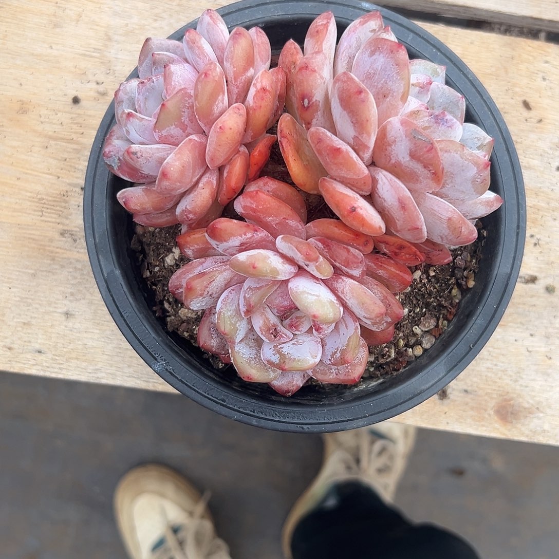 多肉植物三头橙梦露