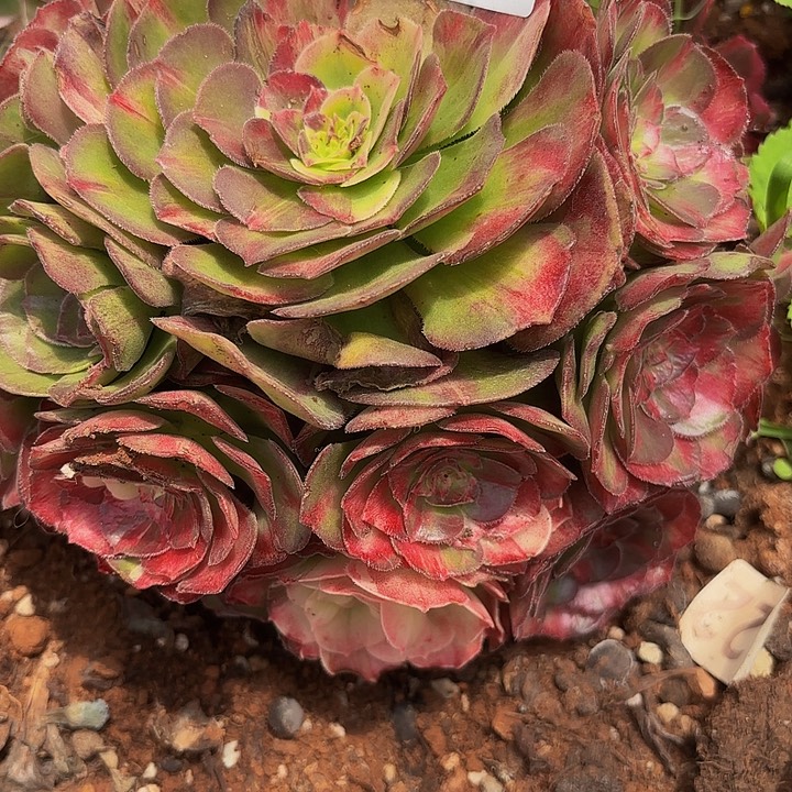 多肉植物福利861个