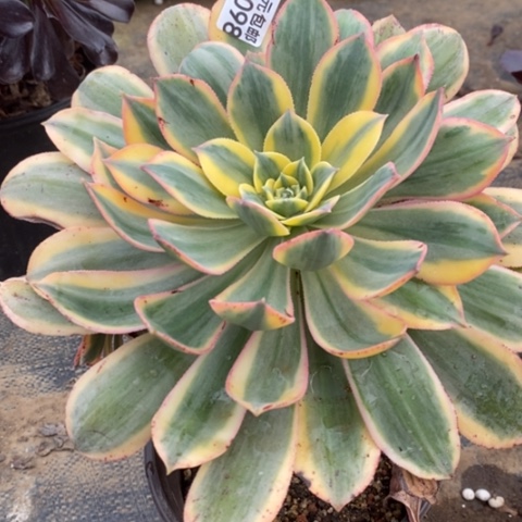 98灿烂满25包邮多肉