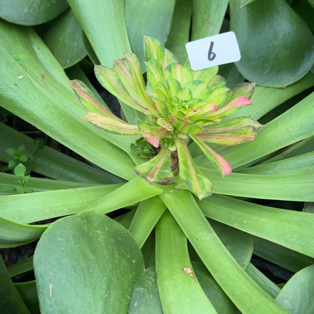 じ***敏6五代知否嫁接秋天多肉