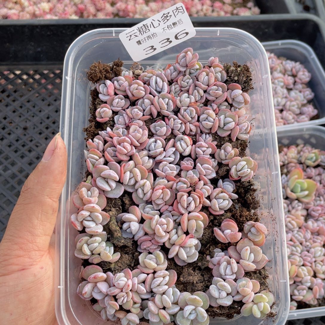 云糖心多肉植物336