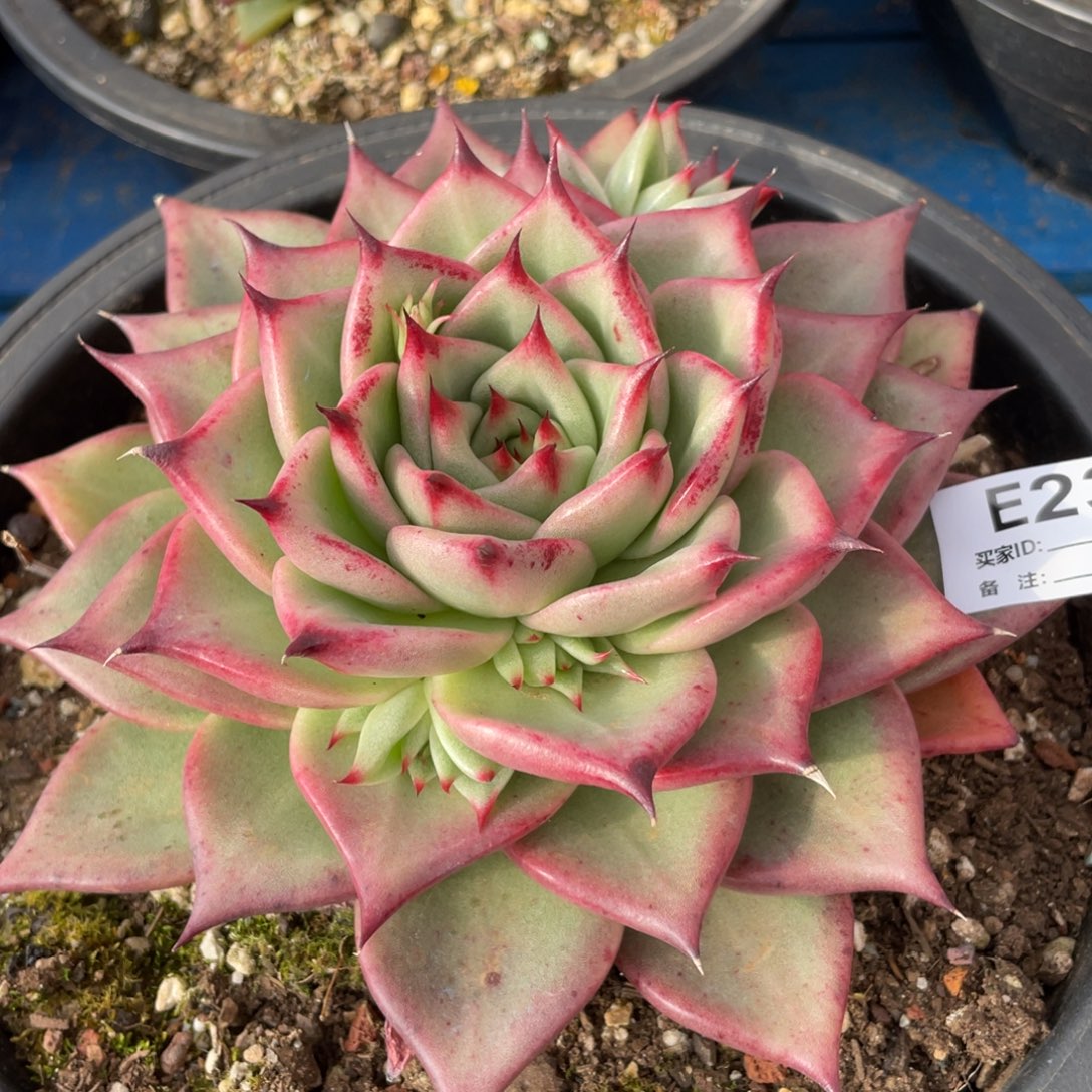 无花朵若如东云单拍E237