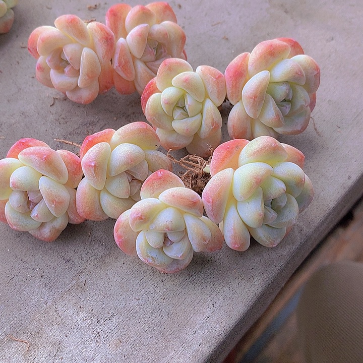 婷***婷一物一拍，福利粗腿短圆肥双头冰玉5颗