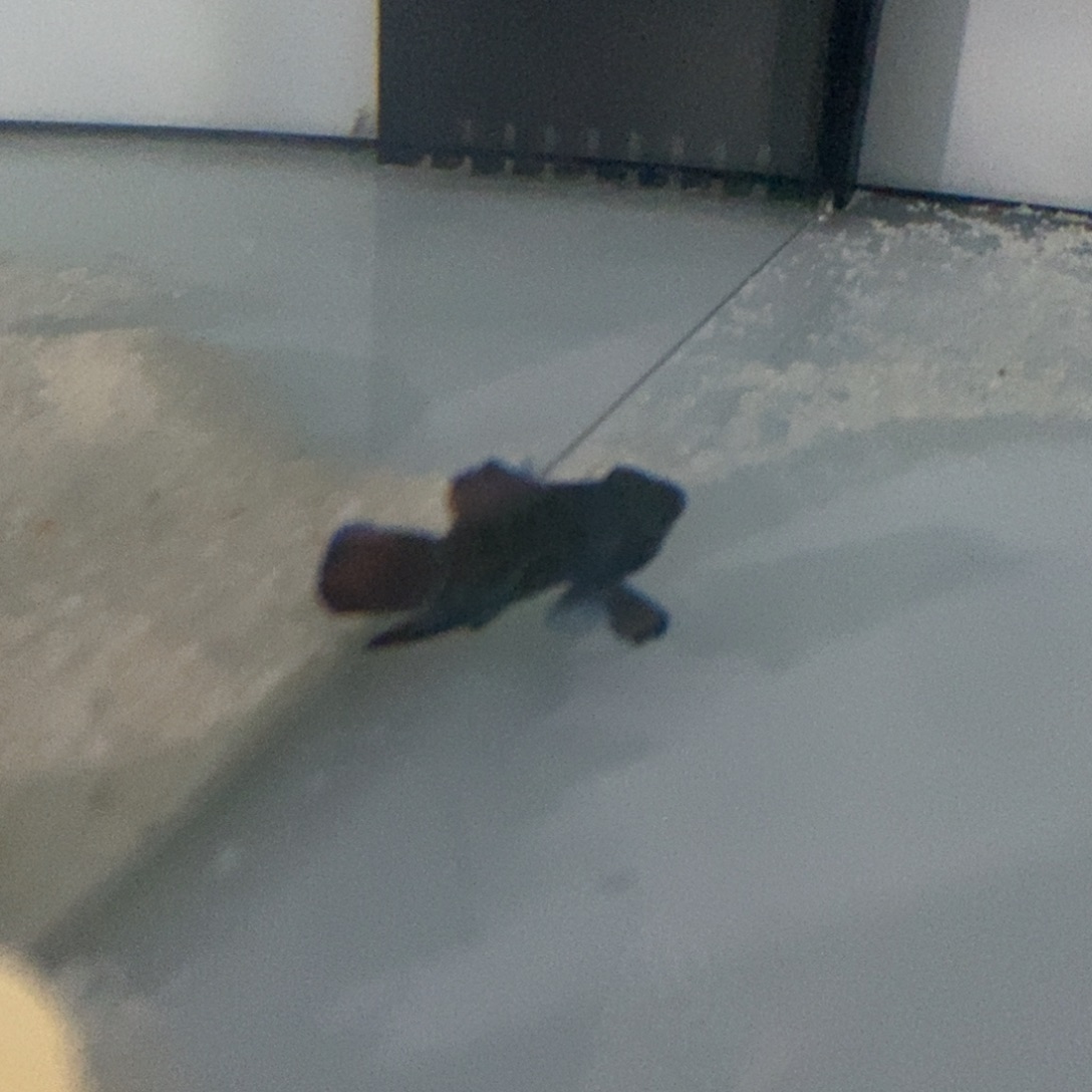 海水鱼海水观赏鱼五彩青蛙5-6