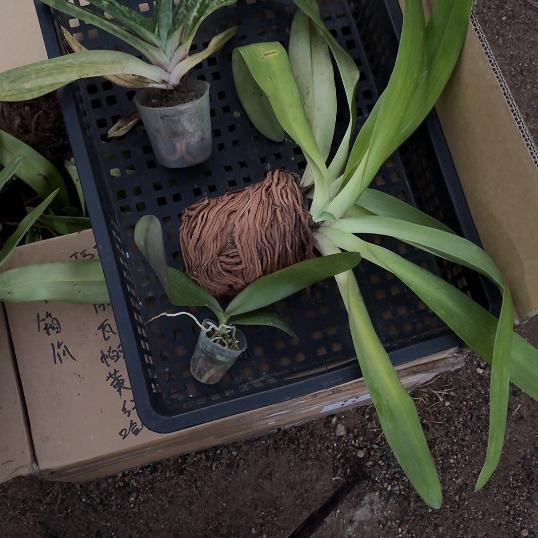 完全开放兜兰两颗