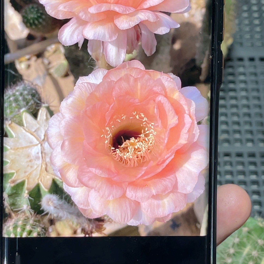 彩草 温柔侧芽 歪 满20包邮5公分