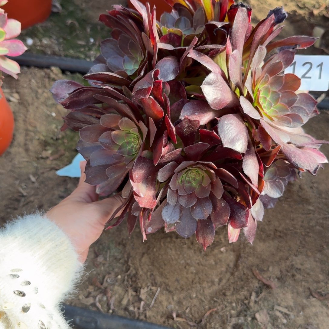 万七彩多肉121号法师多肉