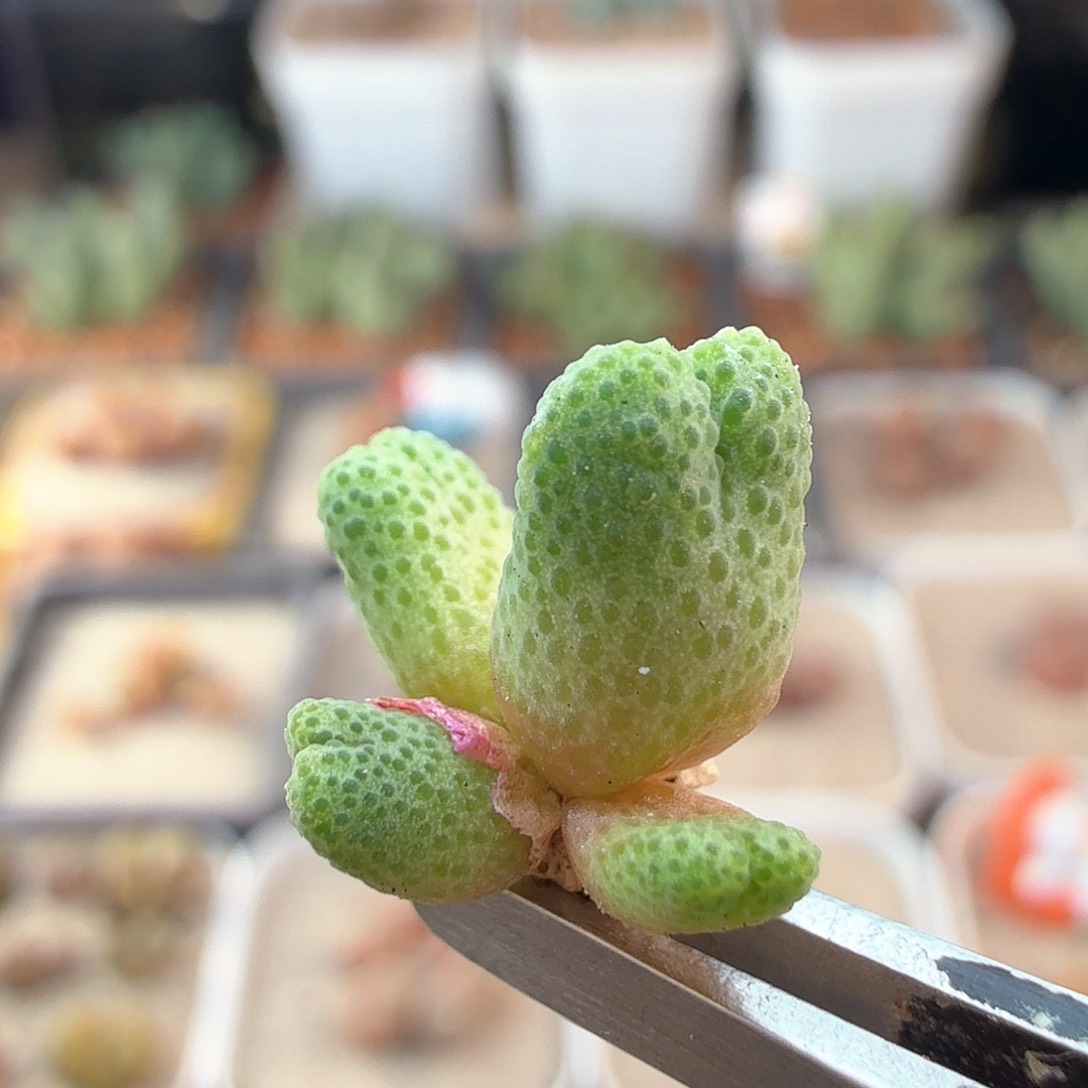 2.13.60/955d斑马新头四头/多肉植物