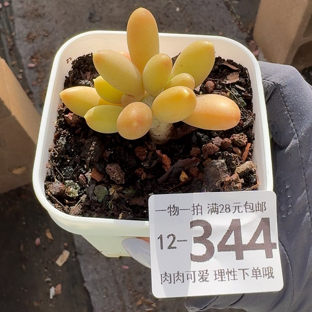 金蝉无盆无发货无