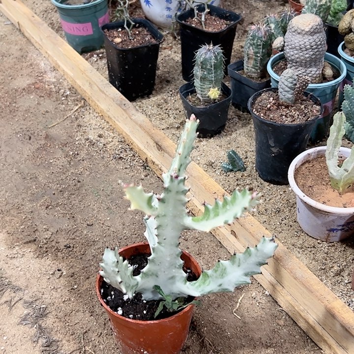 【闪购商品】P****?白龙骨