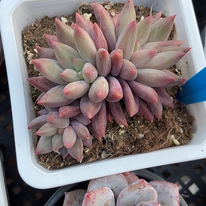 A***夏多肉植物红蜻蜓798多肉