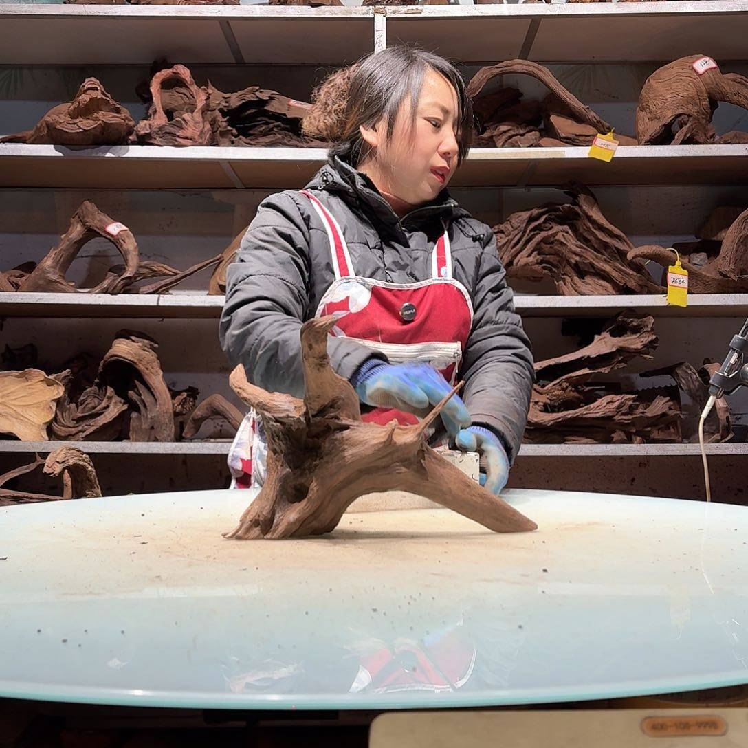 倍褚沉木不包损必褪色3***36749