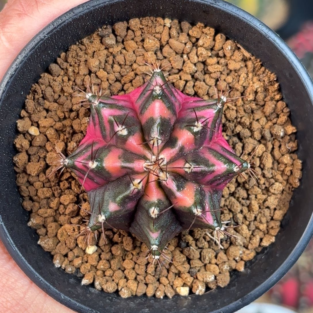 泰系米哈神品半仙120