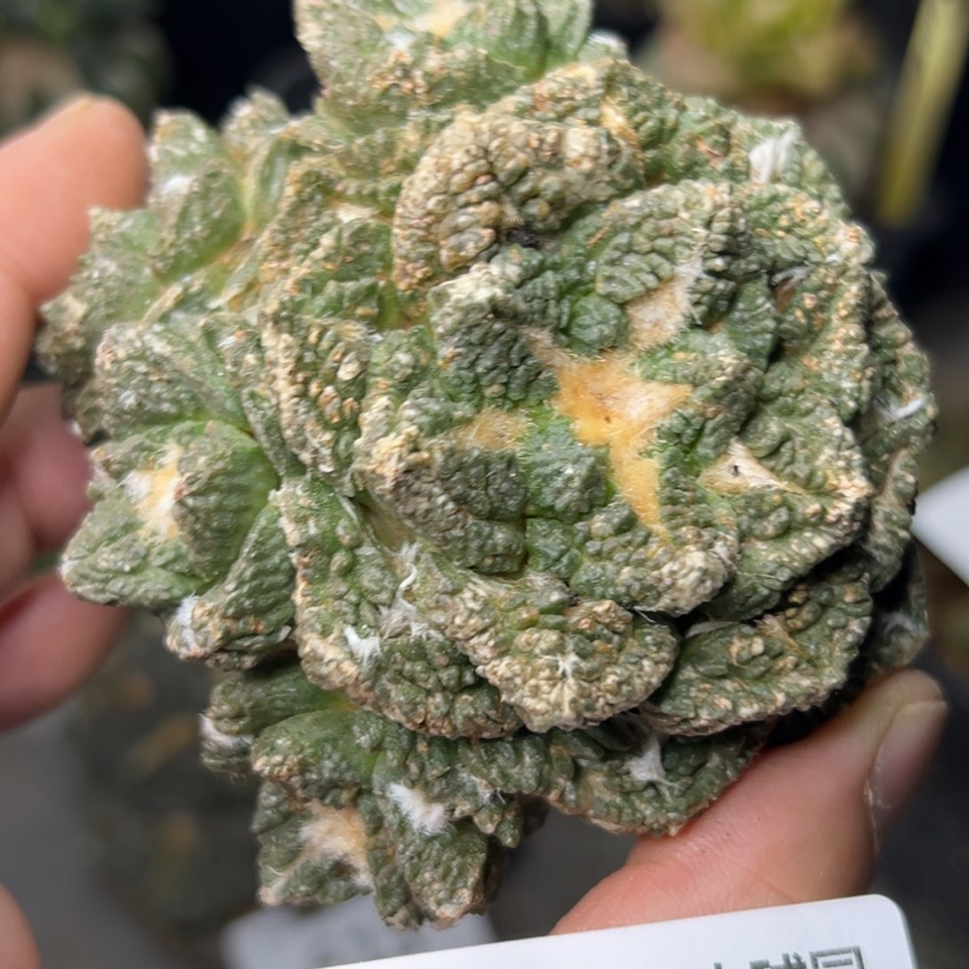 653 仙人球的比赛将于本