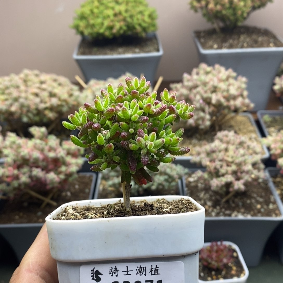 3071新品 红麒麟枝干番杏