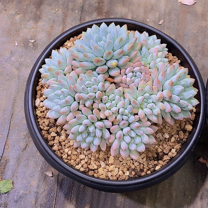 用***k宽叶奶糖多肉植物大群