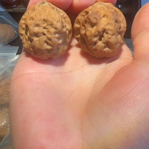 文玩核桃把件金砖舍利带彩磕尖38