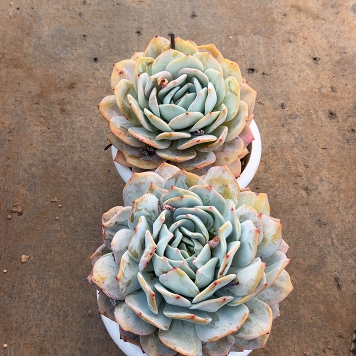 精品多肉植物老桩随机发一棵凤橙