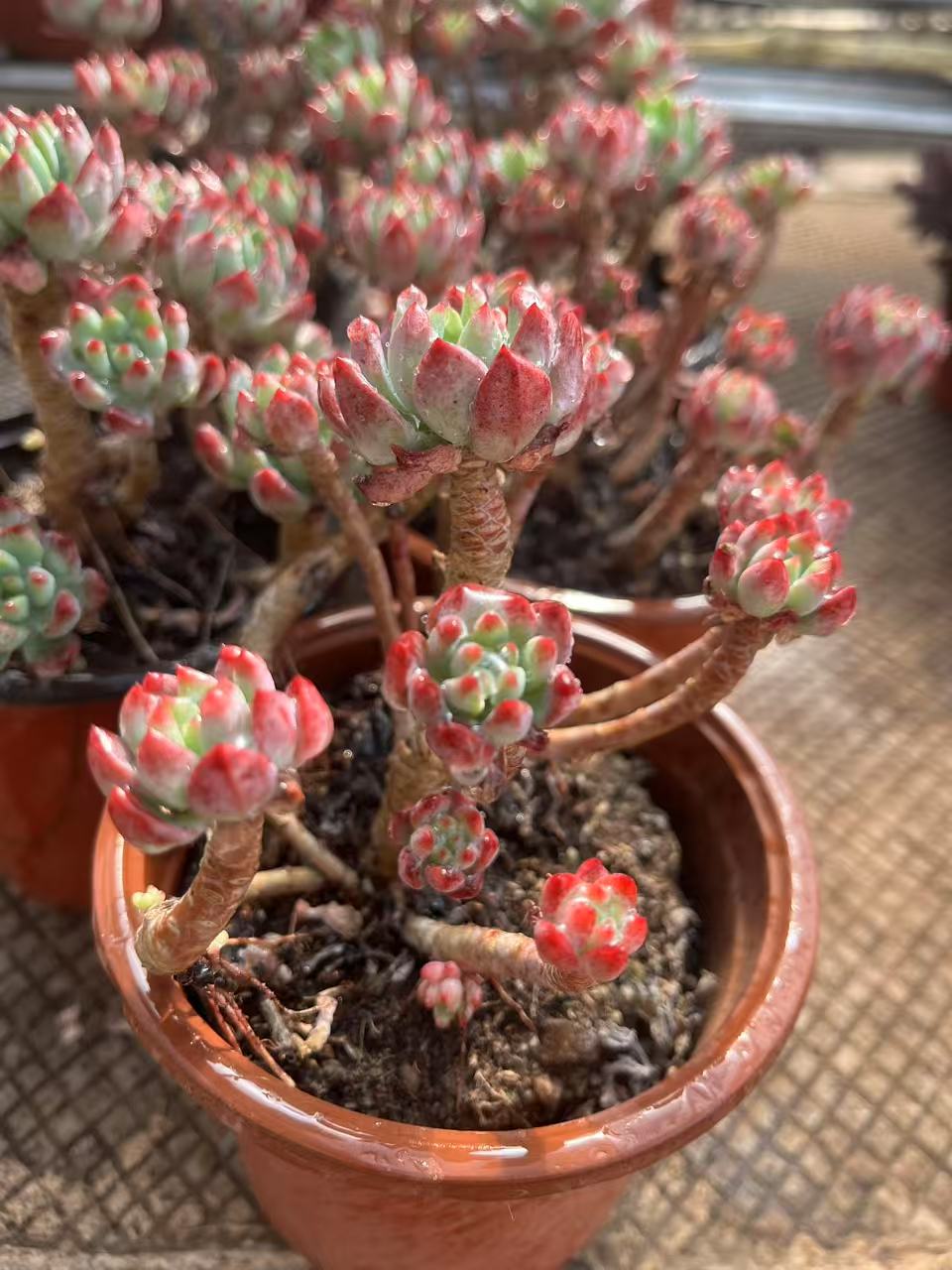 12月5日1001-1100云南大全多肉基地直发一物一拍满18包邮