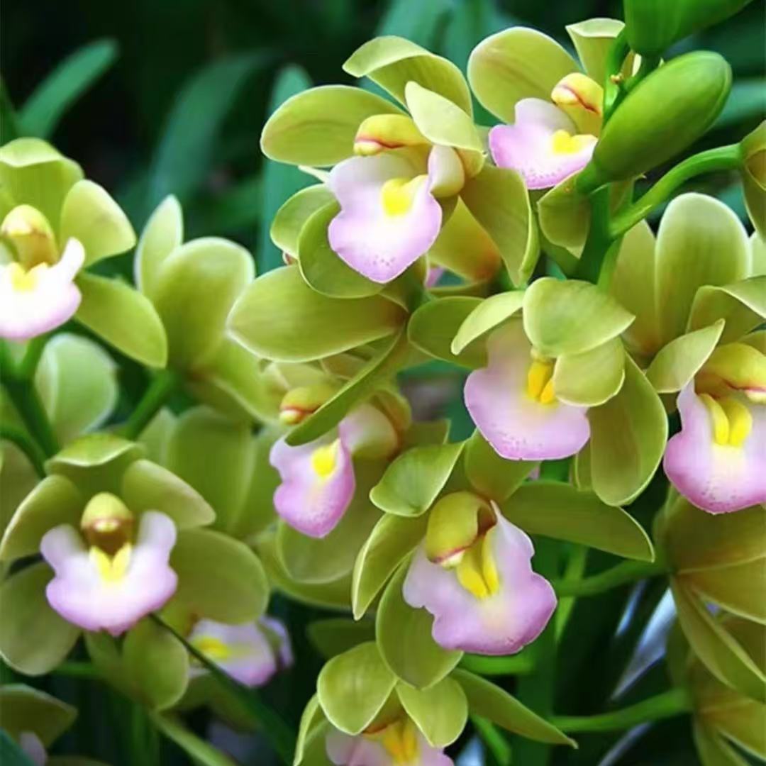 蕙兰 香水香兰 年宵花好养易活客厅办公室绿植花卉