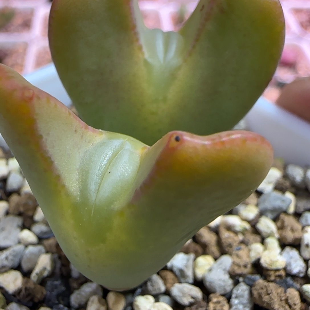 双头嘟嘟嘴黄体少将多肉植物