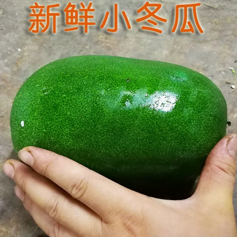 八卦洲冬瓜农家新鲜蔬菜冬瓜现货当季白冬瓜翠玉嫩冬瓜农家自种顺丰包邮笨冬瓜笨冬瓜