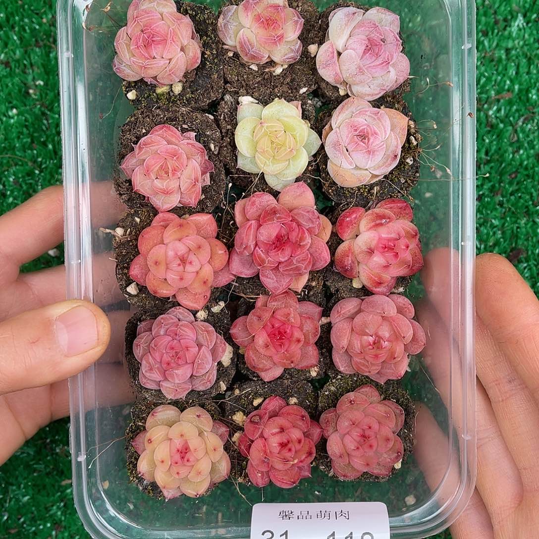 多肉一物一拍31-118