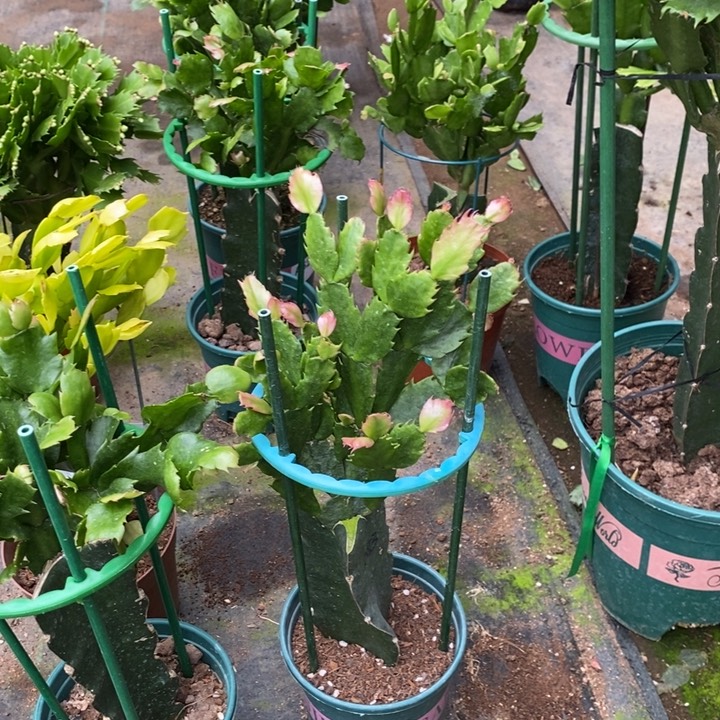 当前无花栽培后可以开花076嫁接083