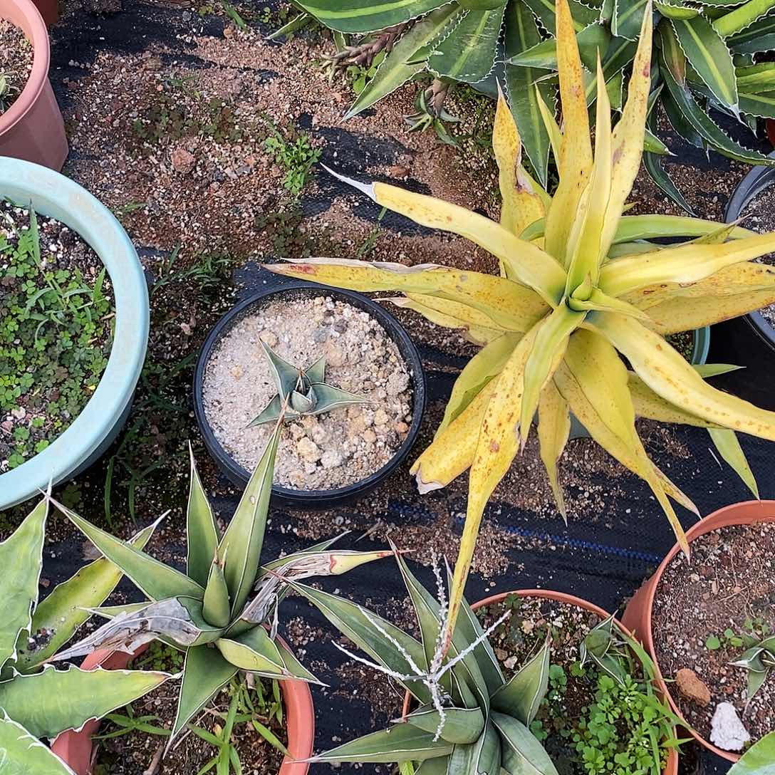 ར***风3号。   不售后。             