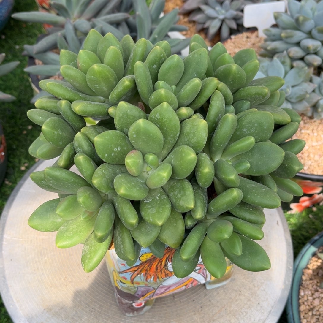 多肉植物芒果奶多肉