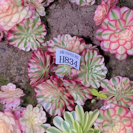 834倾城多肉植物