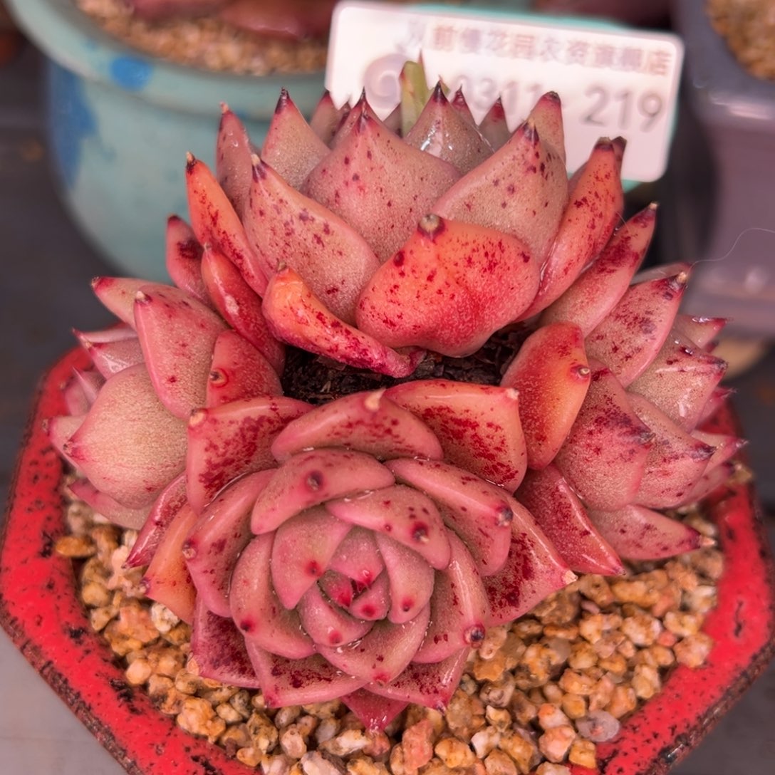 从前慢多肉精选编号0311.219