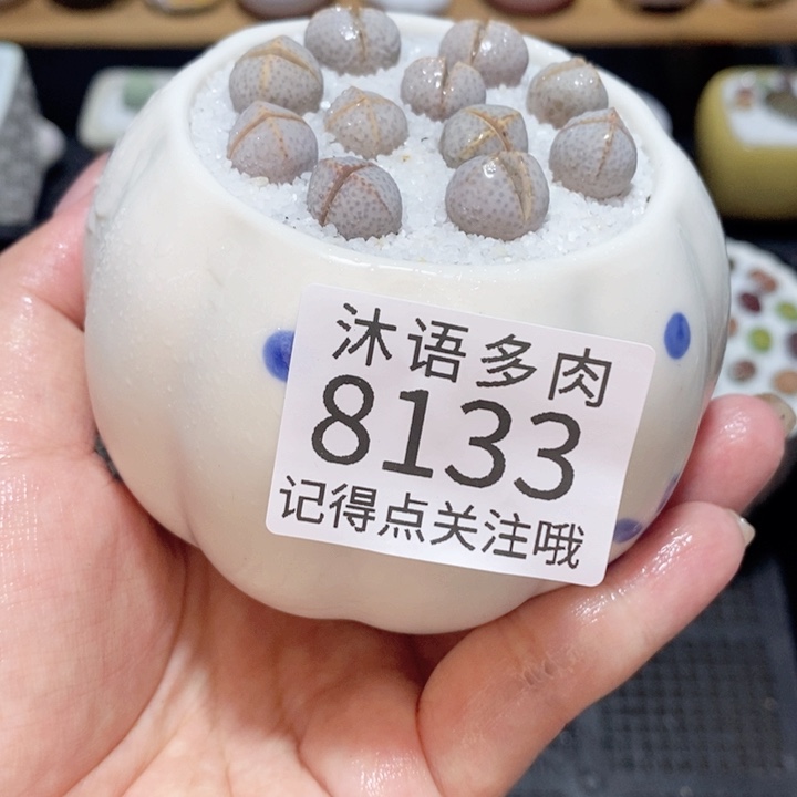 带盆土植物 精美盆栽8133