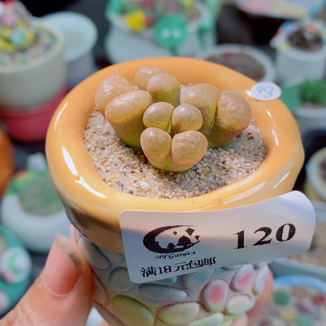 生石花花花花花花花花120